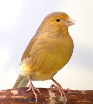 Canary token