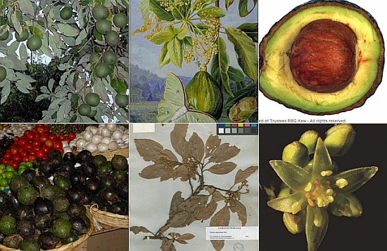 Avocado images Plants of the World Online