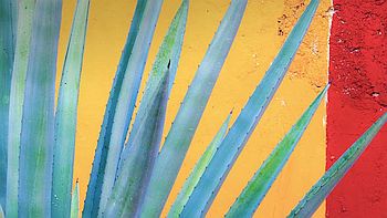 Henequen agave, Yucatan Peninsula, Mexico