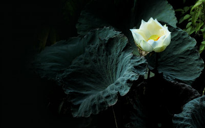 Dark Lotus wallpaper