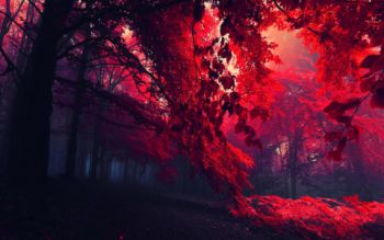 Forest with red foliage
