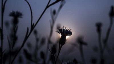 Flower silouetted by the sun