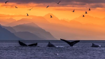 Humpback whale pod Alaska