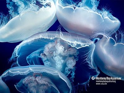 Moon jellyfish