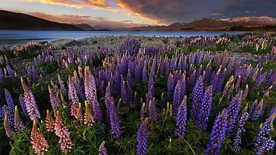 Flowers blooming next to lake