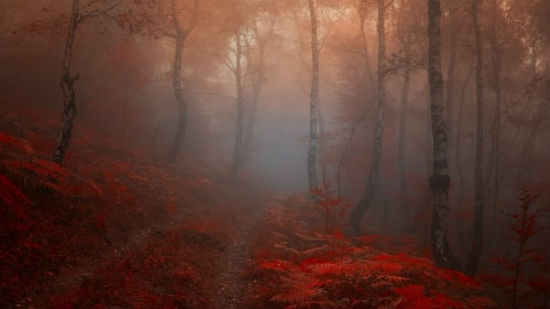 Foggy Red Forest Wallpaper