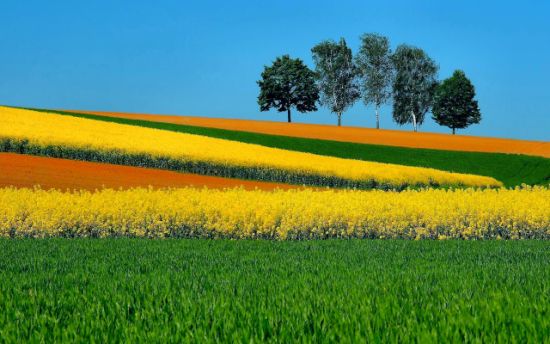 hill with flowers and grass against blue sky