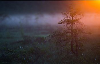 Wallpaper Field with Fog, evergreen tree and orange sun