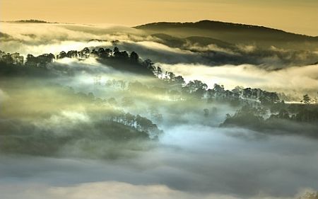 Morning fog over forest