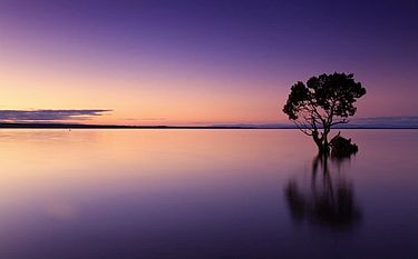 Ocean dusk with lone tree
