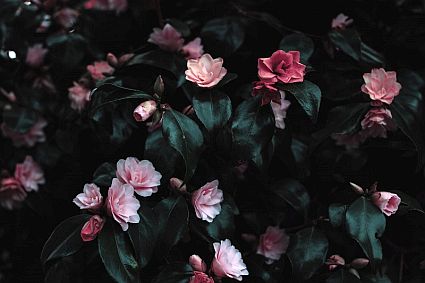 Dark green shrub with pink flowers