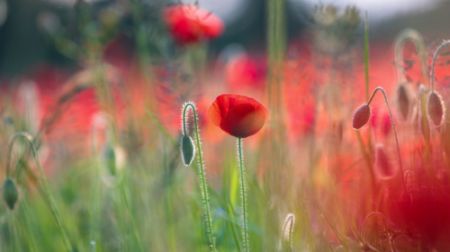 Red poppies desktop background