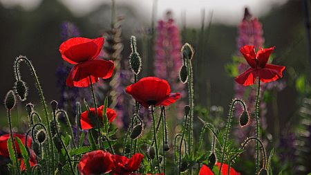 Red poppies with lupines in the background
