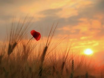 Red poppy in a field with sun setting