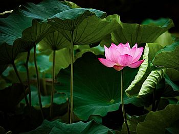 Water lily