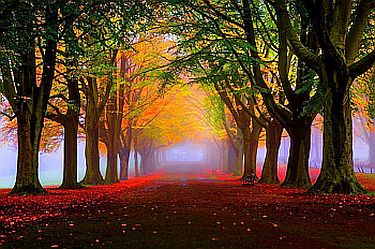 Autumn tree line lane