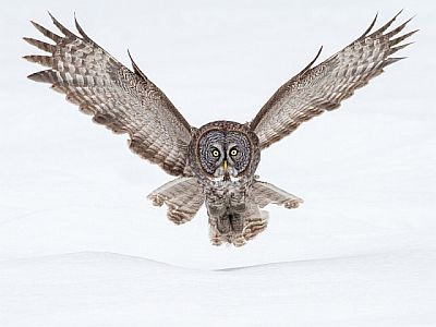 Owl flying over snow